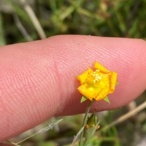 Hypericum gramineum at Red Hill Nature Reserve - 6 Feb 2024