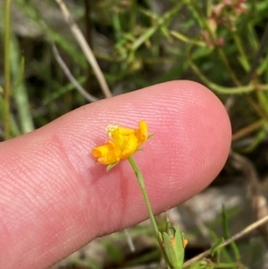 Hypericum gramineum at Red Hill Nature Reserve - 6 Feb 2024 02:48 PM