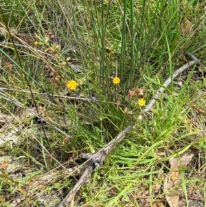 Hypericum gramineum at Red Hill Nature Reserve - 6 Feb 2024 02:48 PM