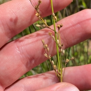 Juncus remotiflorus at Red Hill Nature Reserve - 6 Feb 2024