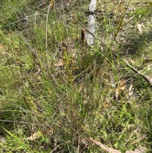 Juncus remotiflorus at Red Hill Nature Reserve - 6 Feb 2024