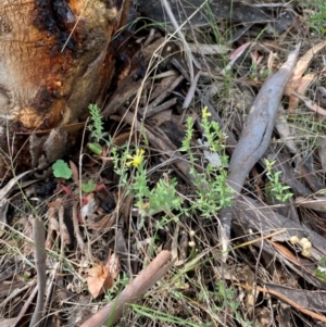 Pimelea curviflora var. sericea at Red Hill Nature Reserve - 6 Feb 2024