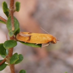 Unidentified Concealer moth (Oecophoridae) at suppressed by CathB