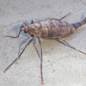 Boreoides subulatus at QPRC LGA - 30 Mar 2024