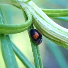 Diomus notescens (Little two-spotted ladybird) at Cook, ACT - 21 Mar 2024 by CathB