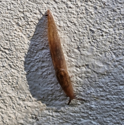 Ambigolimax sp. (valentius and waterstoni) (Striped Field Slug) at Goulburn, NSW - 29 Mar 2024 by trevorpreston