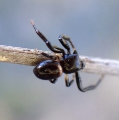 Thomisidae (family) at Mount Painter - 22 Mar 2024 by CathB