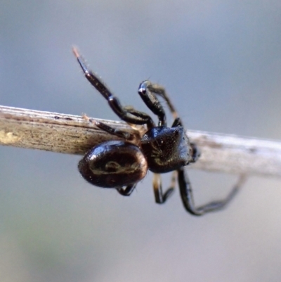 Thomisidae (family) at Mount Painter - 22 Mar 2024 by CathB