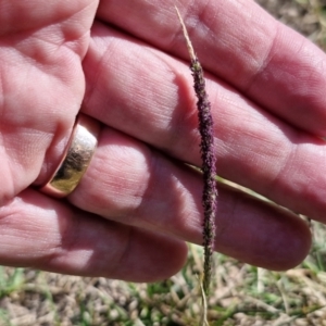 Sporobolus africanus at Goulburn, NSW - 30 Mar 2024