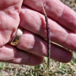 Unidentified Grass at suppressed by trevorpreston