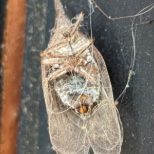 Unidentified Moth (Lepidoptera) at suppressed by CattleDog