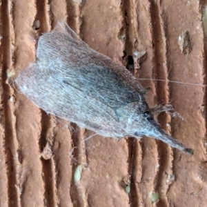 Rentinus dilatatus at Page, ACT - suppressed