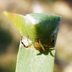 Australomisidia pilula at Mount Painter - 22 Mar 2024