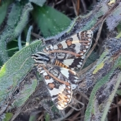 Apina callisto (Pasture Day Moth) at Molonglo River Reserve - 30 Mar 2024 by CraigW