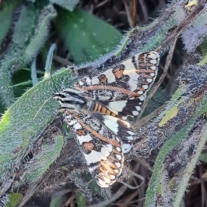 Apina callisto (Pasture Day Moth) at Molonglo River Reserve by CraigW