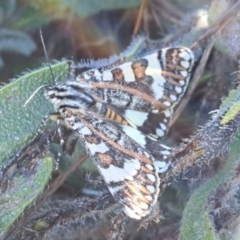 Apina callisto at Molonglo River Reserve - 30 Mar 2024