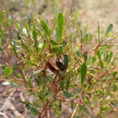 Callidemum hypochalceum at Mount Painter - 23 Mar 2024