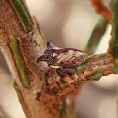 Acanthuchus trispinifer (Three-horned treehopper) at Cook, ACT - 23 Mar 2024 by CathB