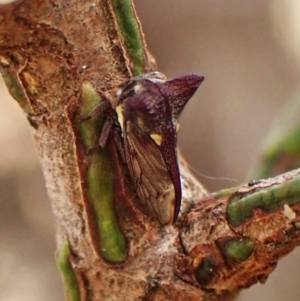 Acanthuchus trispinifer at Mount Painter - 23 Mar 2024 12:28 PM