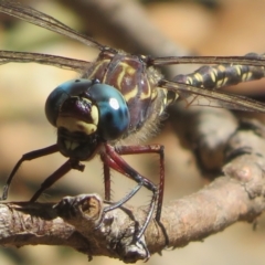 Austroaeschna multipunctata (Multi-spotted Darner) at Namadgi National Park - 25 Mar 2024 by Christine