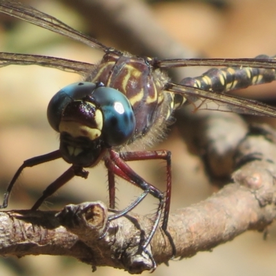 Unidentified Dragonfly (Anisoptera) at Cotter River, ACT - 25 Mar 2024 by Christine