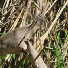 Austroaeschna multipunctata at Namadgi National Park - 25 Mar 2024