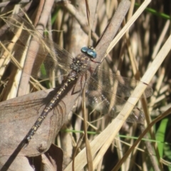 Austroaeschna multipunctata at Namadgi National Park - 25 Mar 2024