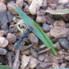 Myrmecia sp., pilosula-group (Jack jumper) at Cotter River, ACT - 25 Mar 2024 by Christine