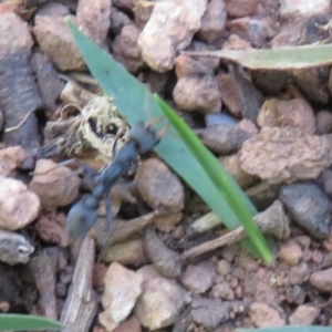 Myrmecia sp., pilosula-group (Jack jumper) at Namadgi National Park by Christine