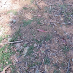 Myrmecia sp., pilosula-group at Namadgi National Park - 25 Mar 2024