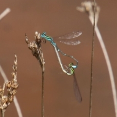 Austroagrion watsoni (Eastern Billabongfly) at Alpine - 28 Dec 2023 by JanHartog