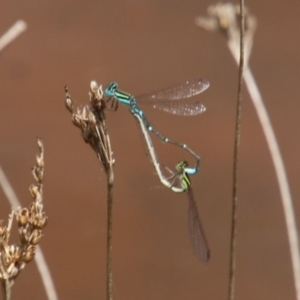 Austroagrion watsoni (Eastern Billabongfly) at Wingecarribee Local Government Area by JanHartog