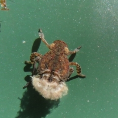 Fulgoroidea (superfamily) (Unidentified fulgoroid planthopper) at Flynn, ACT - 25 Mar 2024 by Christine