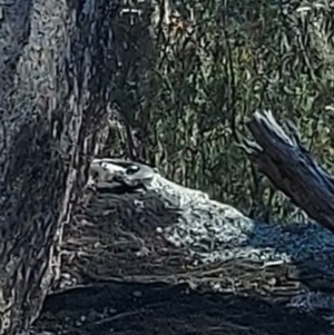 Egernia cunninghami at Namadgi National Park - 30 Mar 2024 10:37 AM