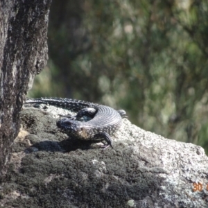 Egernia cunninghami at Namadgi National Park - 30 Mar 2024 10:37 AM