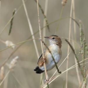 Cisticola exilis at Jerrabomberra Wetlands - 28 Mar 2024 11:07 AM