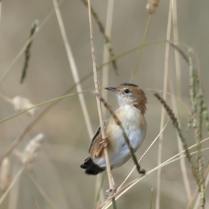 Cisticola exilis at suppressed by jb2602
