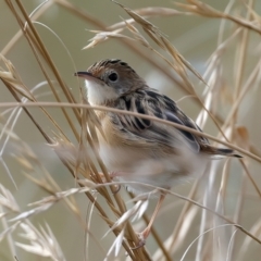 Cisticola exilis at Jerrabomberra Wetlands - 28 Mar 2024 11:07 AM