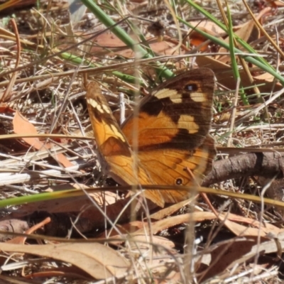 Heteronympha merope (Common Brown Butterfly) at Denman Prospect, ACT - 30 Mar 2024 by RodDeb