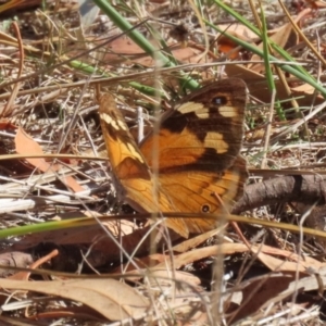 Heteronympha merope (Common Brown Butterfly) at Bluetts Block Area by RodDeb