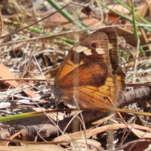 Heteronympha merope at Bluetts Block (402, 403, 12, 11) - 30 Mar 2024