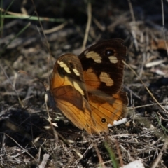 Heteronympha merope at Bluetts Block (402, 403, 12, 11) - 30 Mar 2024