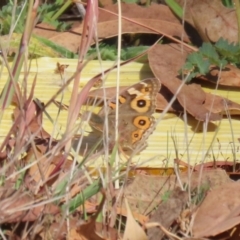 Junonia villida (Meadow Argus) at Piney Ridge - 30 Mar 2024 by RodDeb