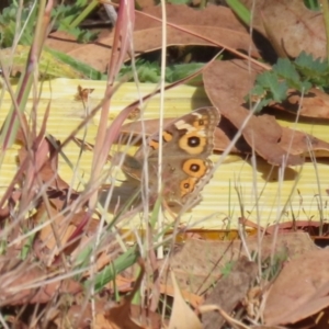 Junonia villida at Block 402 - 30 Mar 2024