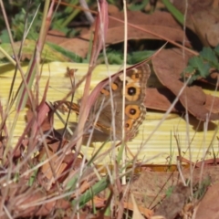 Junonia villida at Block 402 - 30 Mar 2024