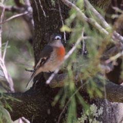 Petroica boodang (Scarlet Robin) at Denman Prospect, ACT - 30 Mar 2024 by RodDeb