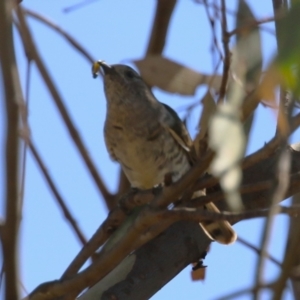 Chrysococcyx lucidus at Denman Prospect 2 Estate Deferred Area (Block 12) - 30 Mar 2024