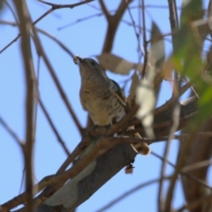 Chrysococcyx lucidus at Denman Prospect 2 Estate Deferred Area (Block 12) - 30 Mar 2024 12:08 PM