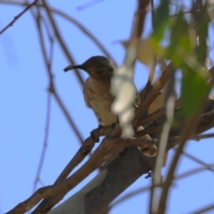 Chrysococcyx lucidus at Denman Prospect 2 Estate Deferred Area (Block 12) - 30 Mar 2024