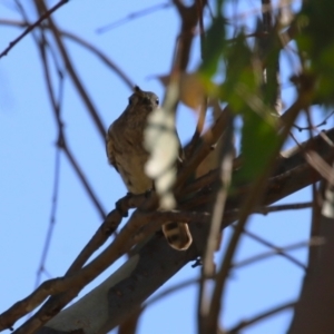 Chrysococcyx lucidus at Denman Prospect 2 Estate Deferred Area (Block 12) - 30 Mar 2024 12:08 PM